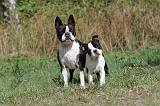 BOSTON TERRIER 165